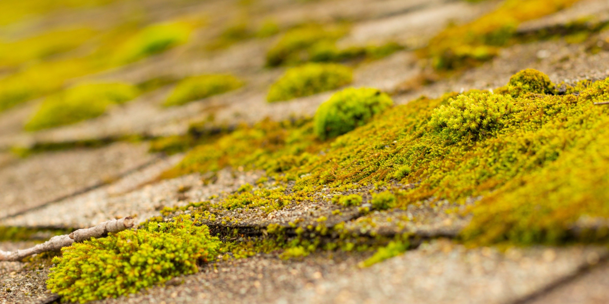 How to Safely and Effectively Remove Mold From Your Roof